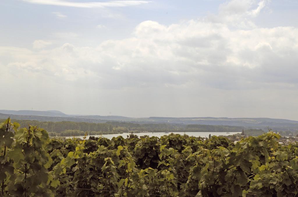 Landgasthof Germania Rüdesheim am Rhein Exterior foto